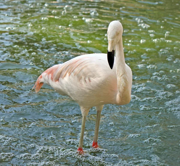 Roze flamingo alleen staande in het water — Stockfoto