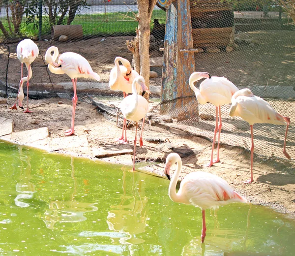 Розовые фламинго стоят в воде — стоковое фото