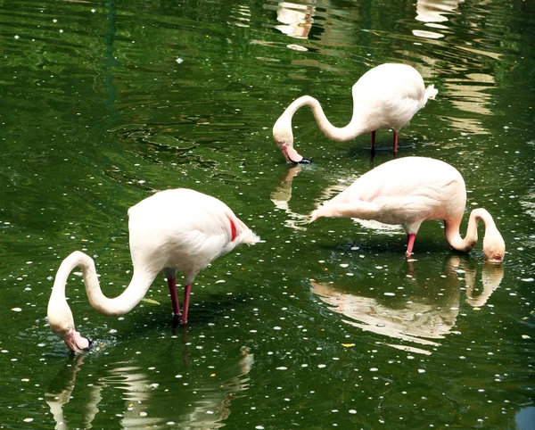 Ροζ φλαμίνγκο στέκονται στο νερό — Φωτογραφία Αρχείου