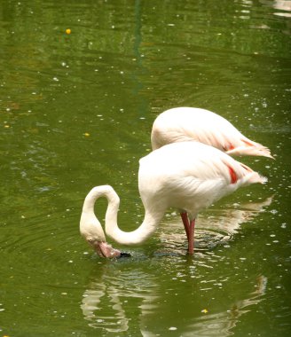 pembe flamingolar suda ayakta