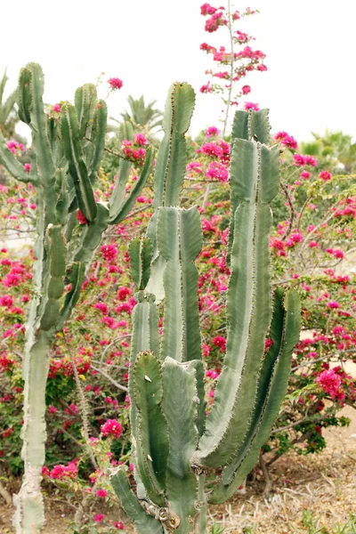 Foto van cactussen, rode bloemen en palmen — Stockfoto