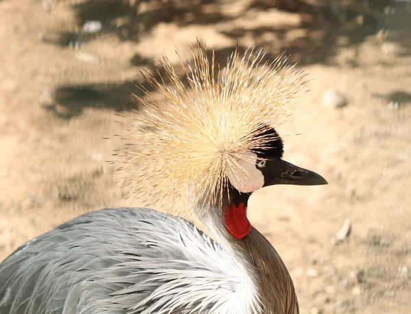 Uccello africano: Gru a corona grigia (Balearica regulorum ) — Foto Stock