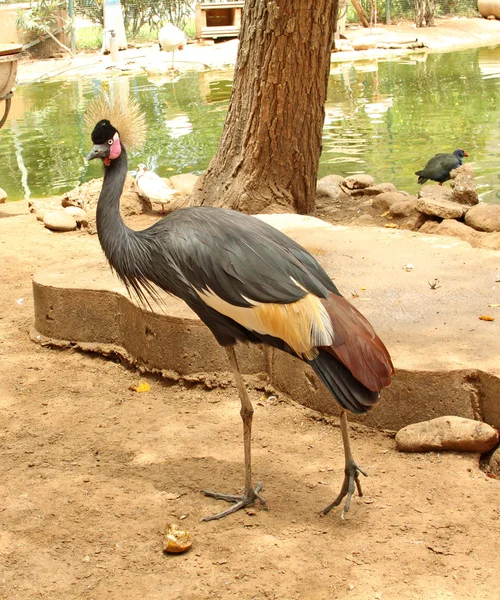 Afrika kuş: gri taç vinç (Balearica regulorum) — Stok fotoğraf