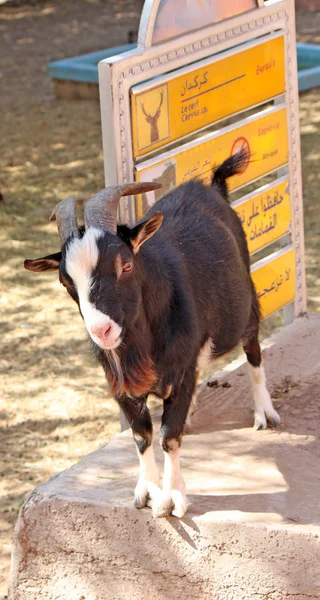 Um close-up de cabeça de cabra preto e branco — Fotografia de Stock