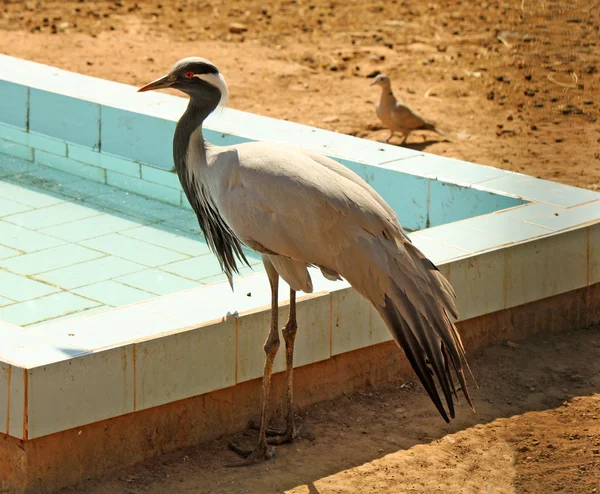 Blue heron stojącej wody i karmienia — Zdjęcie stockowe