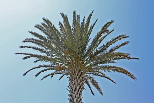 Green palm tree top backgrounded by a clear blue sky — Stock Photo, Image
