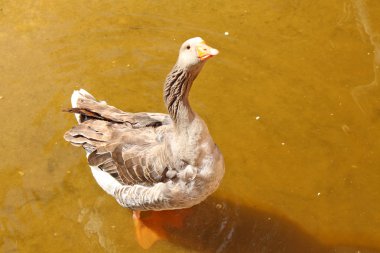 The gray goose standing in the water