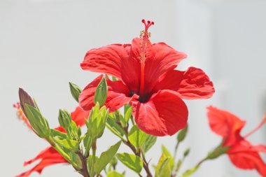 Kırmızı hibiscus çiçek açık havada bakış