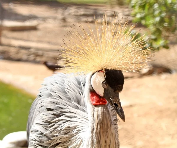 Africký pták: jeřáb se zavřenýma očima — Stock fotografie