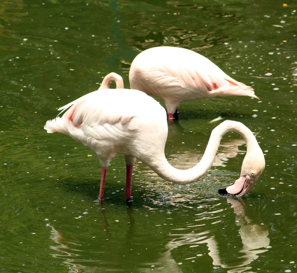 Rózsaszín flamingók állnak a vízben — Stock Fotó