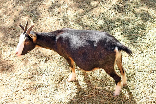 Zbliżenie czarno-białe kozy — Zdjęcie stockowe