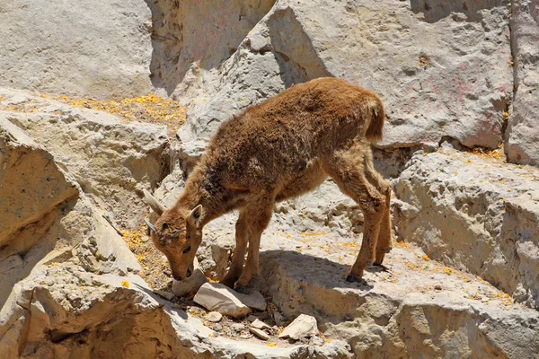 Маленький серый козел карабкается по скале — стоковое фото