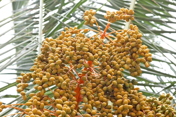 The orange dates on a palm tree — Stock Photo, Image