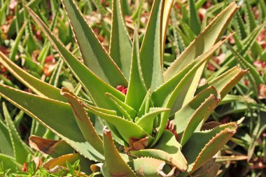 Aloe vera plant used in Health-Care and Medicine clipart