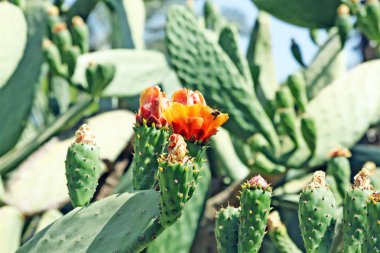 Close-up of a prickly cactus and a fly clipart