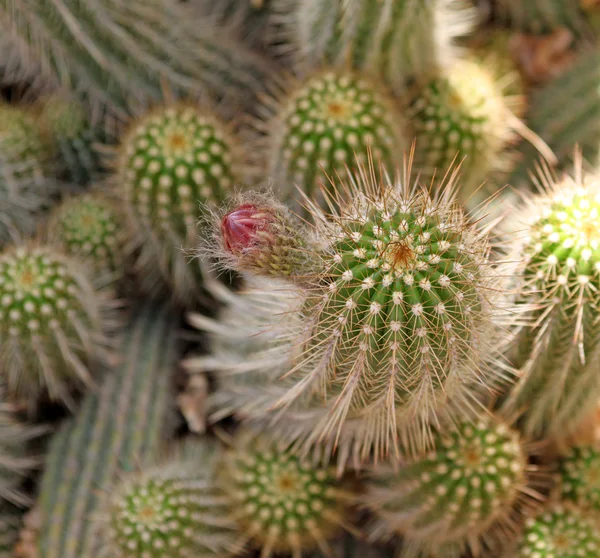 Close-up de um cacto espinhoso, plantas exóticas — Fotografia de Stock