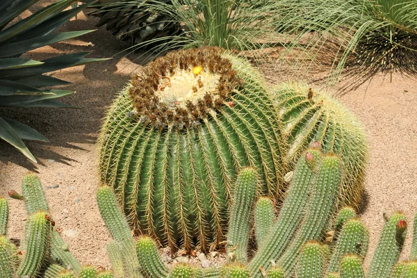Primer plano de un cactus espinoso, plantas exóticas —  Fotos de Stock