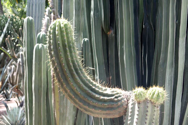 Många olika gröna exotiska kaktusar av olika storlek — Stockfoto