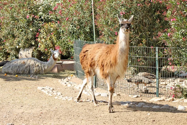 Lama står på marken — Stockfoto