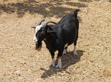 A closeup of black and white goat clipart