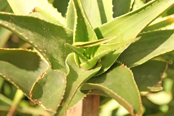 Planta de Aloe vera utilizada en Salud y Medicina — Foto de Stock
