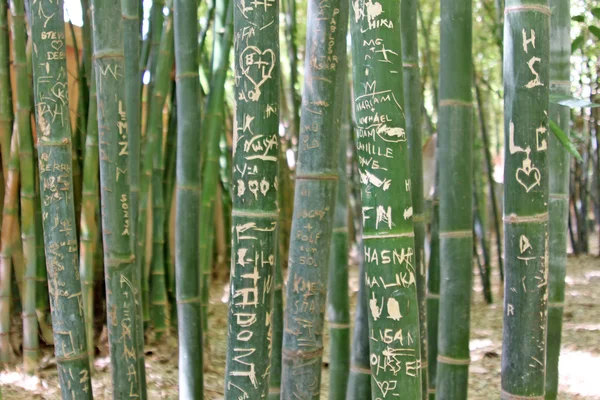 Барвисті бамбук стовбурів на сонці у тропіках ліс — стокове фото