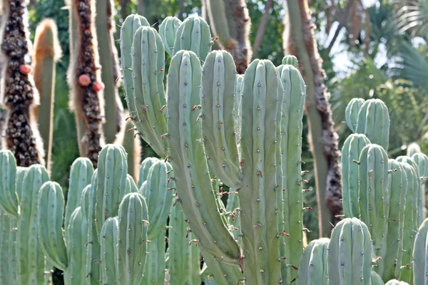 Primo piano di un cactus spinoso, piante esotiche — Foto Stock