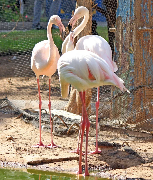 Os flamingos cor-de-rosa estão na água — Fotografia de Stock