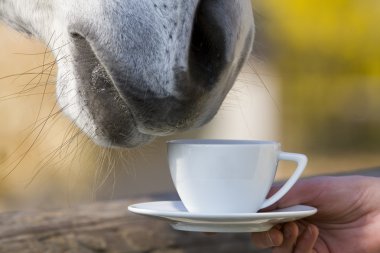 Teatime - horse is smelling a cup of coffee clipart
