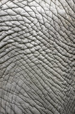 Elephant skin clipart