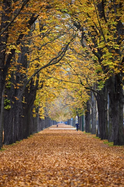 Ruelle du sentier forestier d'automne avec jogger — Photo
