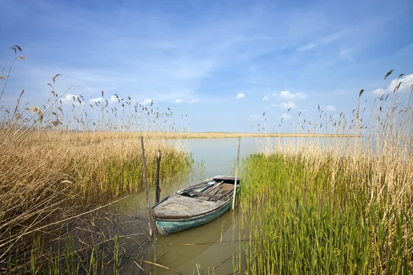 stock image Old rowing boat among the reeds