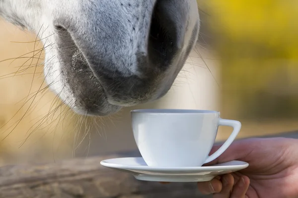 Teatime - horse is smelling a cup of coffee — Stock Photo, Image