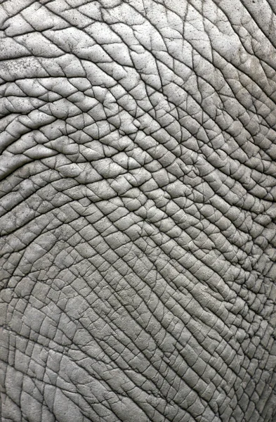 Δέρμα ελέφαντα — Φωτογραφία Αρχείου