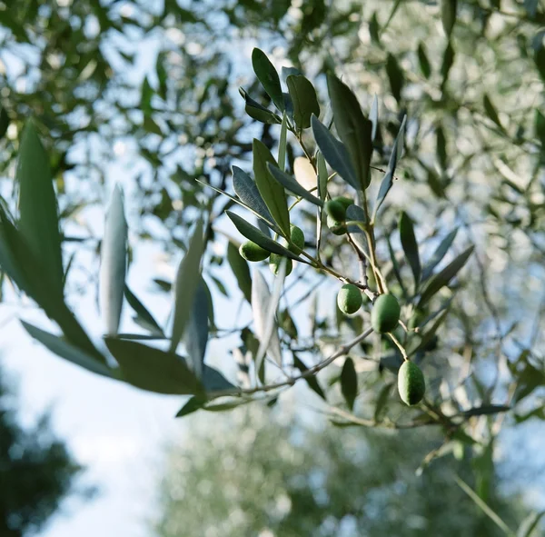 Близнюки зі свіжими оливками — стокове фото