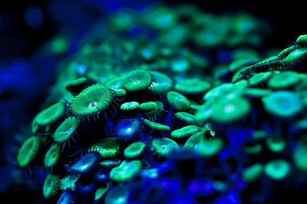 荧光的海洋植物 — 图库照片
