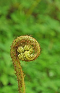 fern, kıvrımlı yaprak