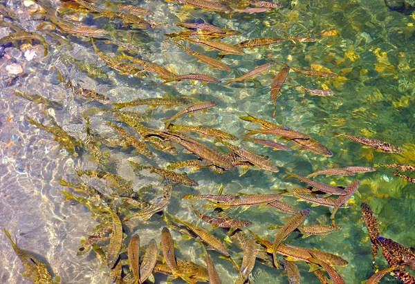 Golden mahasheer fishes — Stock Photo, Image