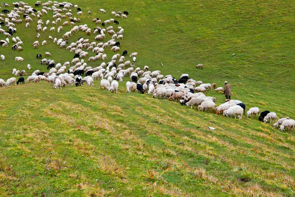 stock image Sheep grazing in a meadow