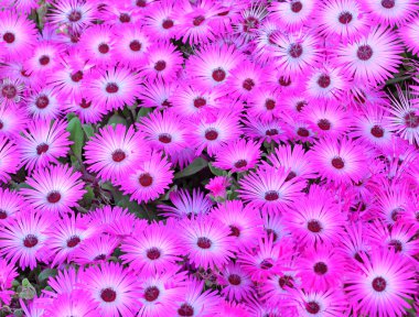 Cluster of ice plant flowers clipart
