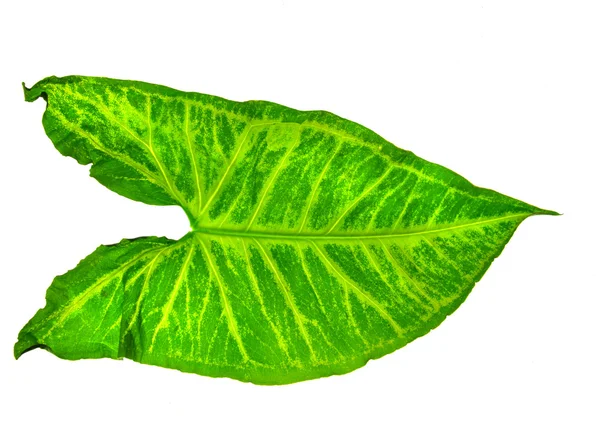 緑のテクスチャの葉 — ストック写真