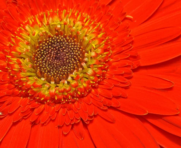 Центральная часть красного цветка герберы — стоковое фото