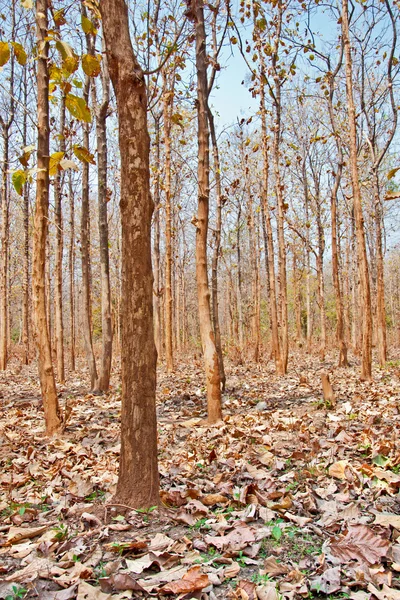 stock image Trunks of teak trees