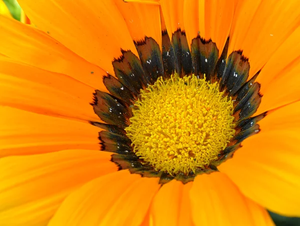 Central portion of yellow Daisy flower — Stock Photo, Image