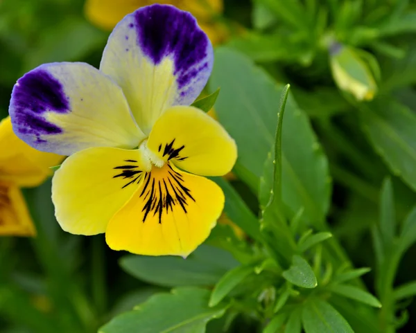 Viola pansy flor — Fotografia de Stock