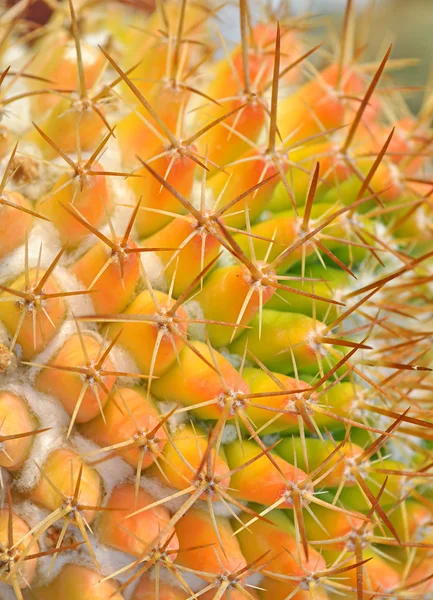 stock image Colorful cactus with long pointed thorns