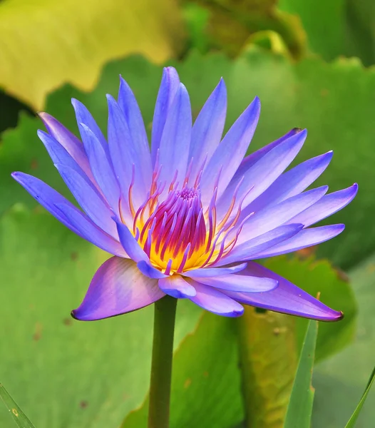 Pink violet water lily fotos de stock, imágenes de Pink violet water lily  sin royalties | Depositphotos