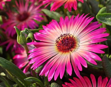 Ice plant flowers clipart