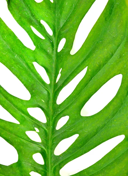 구멍이 잎 텍스처 — 스톡 사진