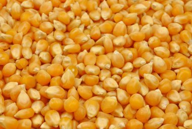 Dried maize seeds clipart